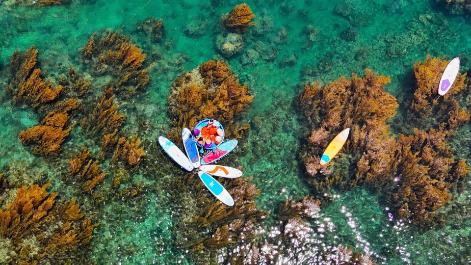 Blooming seaweed season turns island into underwater wonderland